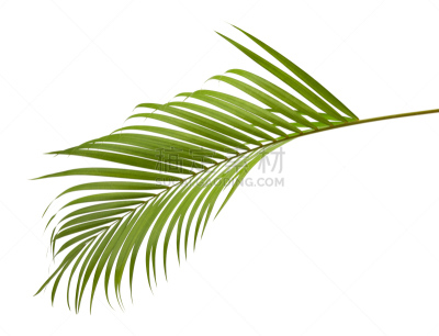 棕榈树,剪贴路径,灌木,白色背景,分离着色,黄色,槟榔属,散尾葵,鸡尾酒,柳条