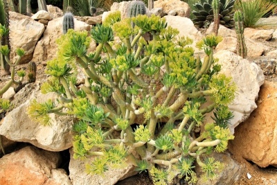 植物,菜园,千里光,蔬菜,自然界的状态,厚的,热带气候,长的,动物家庭,仙人掌