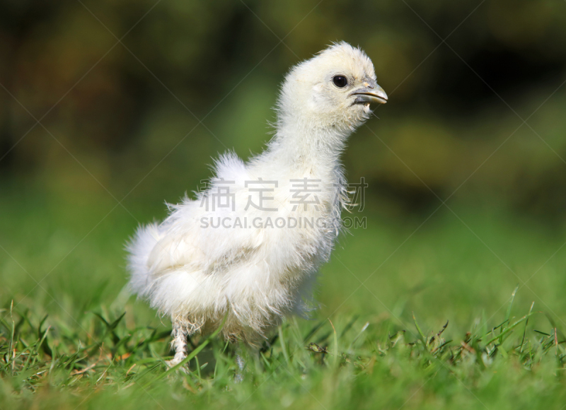 丝绸,鸡,绿色,夏天,菜园,白色,生物学,农业,可爱的,母鸡