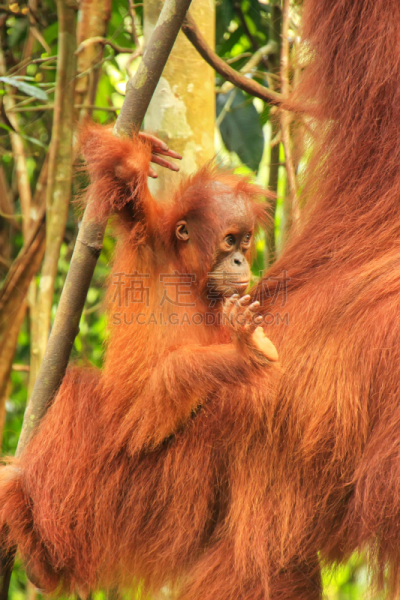 印度尼西亚,苏门达腊猩猩,gunung leuser national park,北方深红色食蜂鸟,几乎,母亲,苏门答腊岛,婴儿,濒危物种,野生动物