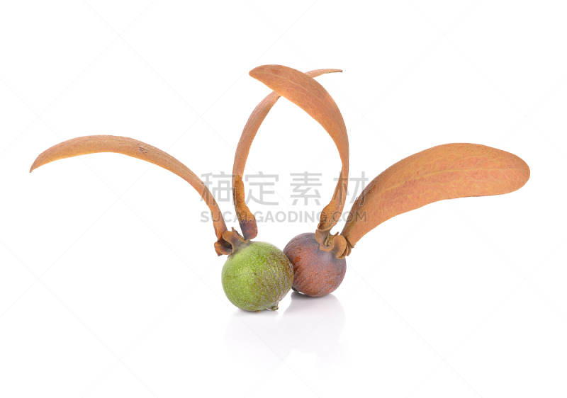 白色背景,自然,褐色,艺术,水平画幅,形状,干的,尤脑香科树,泰国,植物