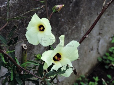 烟草,和服,绿茶,环境,日本食品,日语,自然美,户外活动,背景