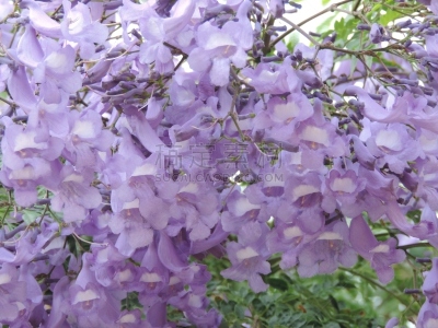 紫薇科树,克里特岛,花朵,水平画幅,无人,蓝色,特写,绿松石色,摄影,花