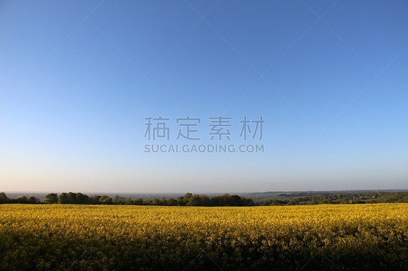 地形,夏天,油菜花,天空,水平画幅,无人,蓝色,偏远的,户外,农作物