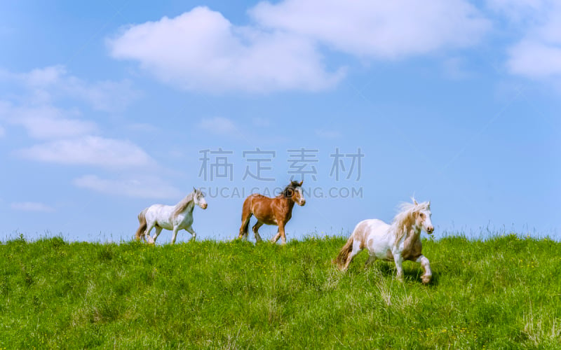 夏天,马,河流,食草,玉米,船体,贝弗利,赫尔河畔京斯敦,东约克郡,天空