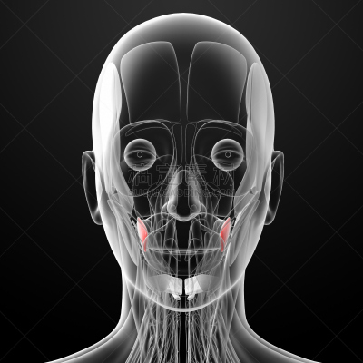 绘画插图,健康保健,人类骨架,形状,人类肌肉,科学,计算机制图,计算机图形学,生物学