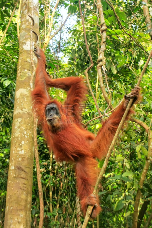 印度尼西亚,悬挂的,苏门达腊猩猩,雌性动物,gunung leuser national park,苏门答腊岛,濒危物种,热带气候,野生动物,橙色