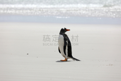 福克兰群岛,巴布亚企鹅,颈,海滩,桑德斯群岛,南极,寒冷,濒危物种,海洋生命,野生动物