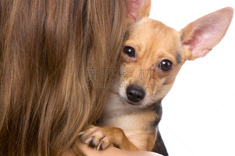 友谊,正面视角,褐色,toy terrier,水平画幅,注视镜头,宠物主人,特写,仅成年人,头发