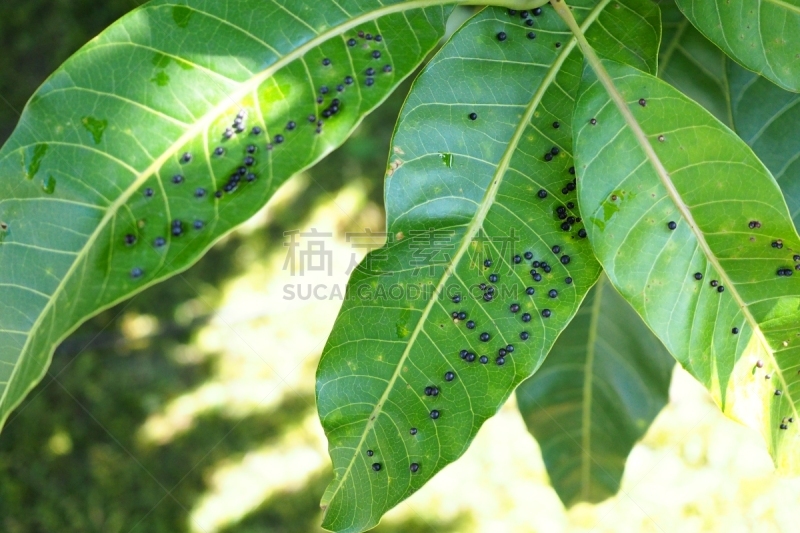 卵,没食子叶,叶子,昆虫,芒果,微球菌,清新,食品,野生动物,环境