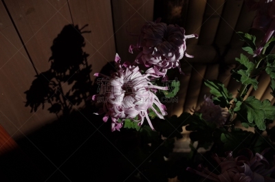 紫色,菊花,江户时代,轻的,传统,清新,仅一朵花,枝繁叶茂,自然美,植物