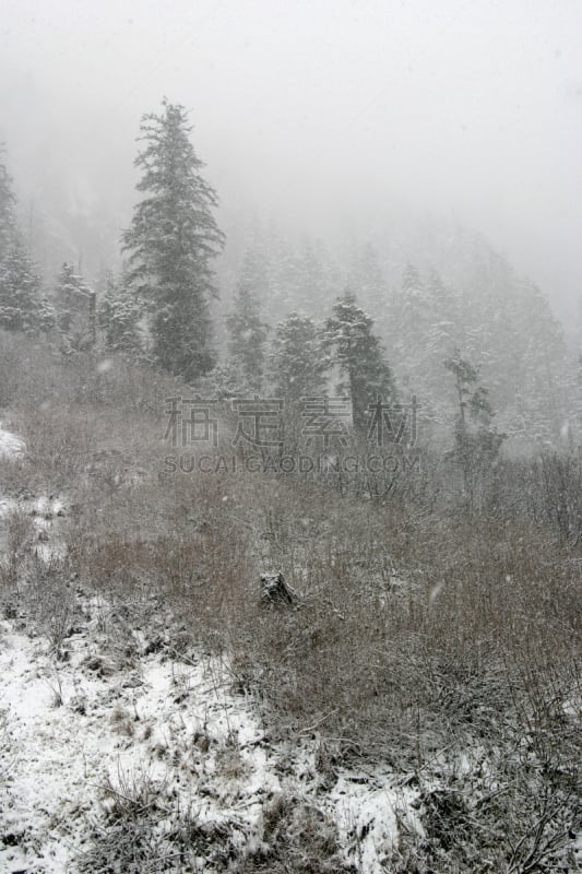 森林,大风雪,通加斯国家森林,美国西加云杉树,垂直画幅,雪,无人,健康,户外,云杉