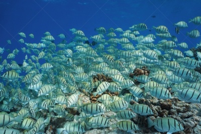 水下,太平洋,热带鱼,群,法国海外领土,太平洋岛屿,海洋生命,热带气候,环境,野生动物