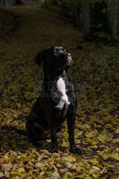 纯种犬,狗,草,背景,小狗,意大利,自然,秋天,叶子,獒