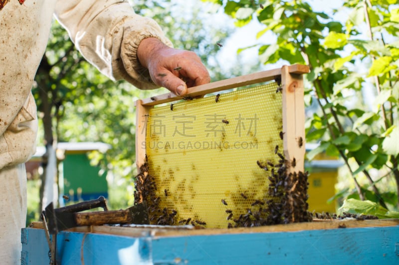 六边形,拿着,边框,水平画幅,蜂蜡,夏天,户外,特写,蜡,保护工作服