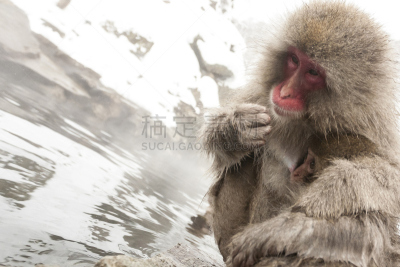 日本猕猴,母亲,婴儿,山之内,地狱谷,猕猴,自然,野生动物,水平画幅,雪
