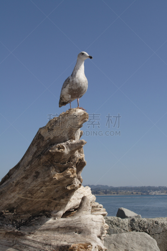 海鸥,垂直画幅,机敏,无人,鸟类,雪佛兰巡洋舰,户外,海洋,海滩,休息