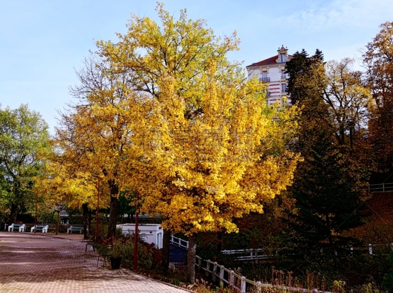 Photographs of an autumn tree taken in the Châtel-Guyon public park in autumn in November