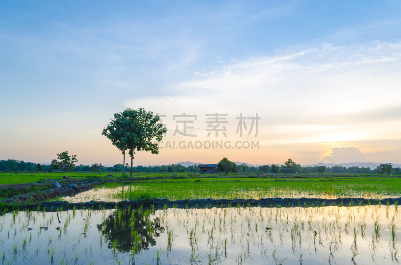 运动场,看风景,亚洲,稻,水,天空,泰国人,透过窗户往外看,夏天,草