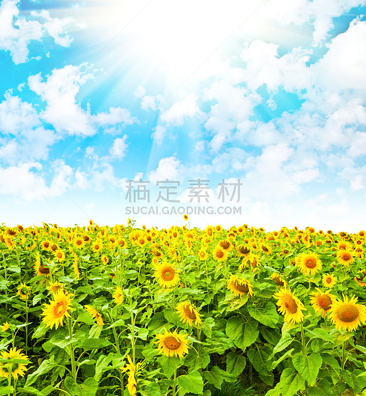 田地,向日葵,云,垂直画幅,天空,美,无人,巨大的,夏天,组物体