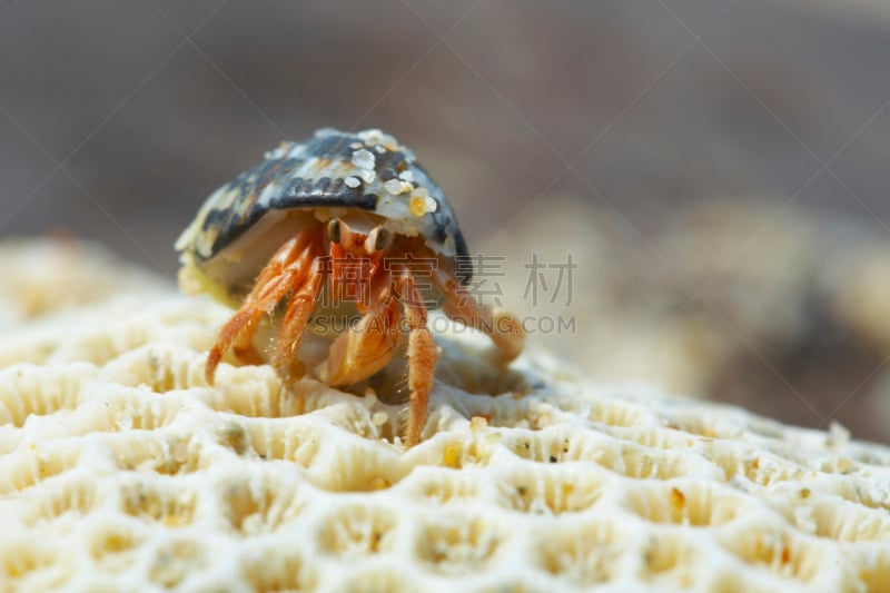 寄生蟹,自然,螃蟹,水平画幅,彩色图片,物理压力,动物,贝壳,海洋,摄影