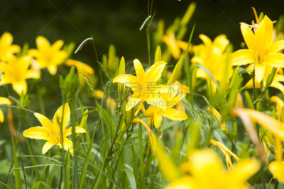 黄色,日光,在下面,自然美,自然,芳香的,水平画幅,雄蕊,无人,花序