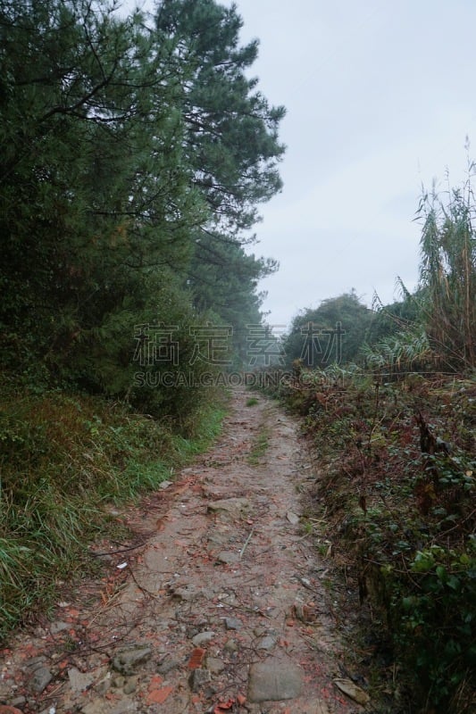 路,森林,山,安静,小路,背景,户外,自然,垂直画幅,毕尔巴鄂