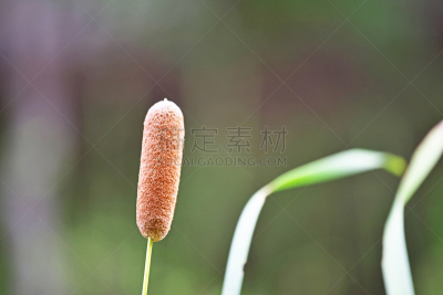 spike　of the reedmace
ガマの穂