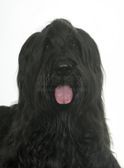 布里犬,影棚拍摄,牧羊犬,垂直画幅,纯种犬,白色背景,动物身体部位,肖像,背景分离,黑色