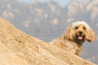 英国小猎犬,混血儿,哈瓦那犬,美,幸福,纯种犬,水平画幅,小的,可爱的,快乐