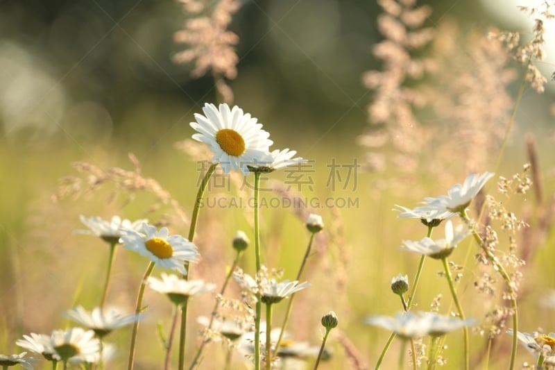 雏菊,野花,茼蒿菊,田地,水平画幅,无人,色彩鲜艳,户外,野生植物,特写