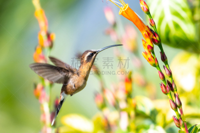 小隐蜂鸟,热带气候,色彩鲜艳,古巴克里尼达,小的,动物,鸟类,植物,户外,雨林