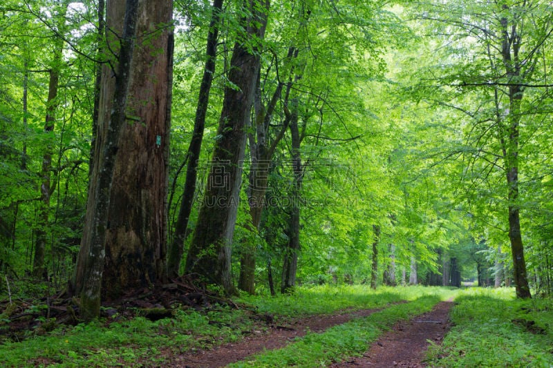 自然,路,陆地,纪念碑,水平画幅,枝繁叶茂,无人,研磨食品,户外,植物