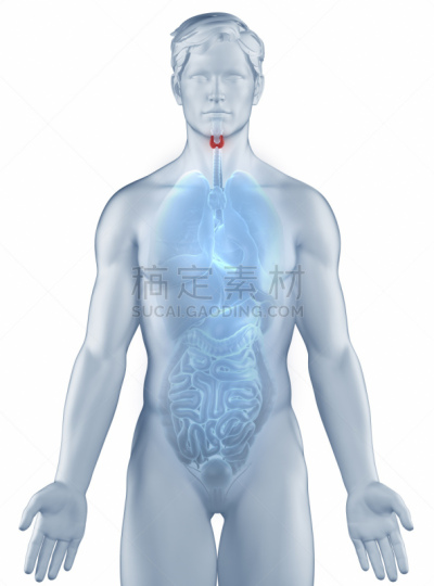 甲状腺,男人,分离着色,垂直画幅,身体受伤,人,放置