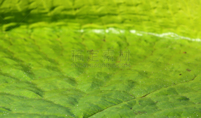 水,美,荷花,水平画幅,睡莲,瀑布,喷泉,符号,纯净,户外