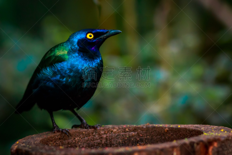 Superb Starling,特写,吸蜜鹦鹉,吸蜜鸚鵡,大鸟笼,公园,水平画幅,枝繁叶茂,鸟类,坐