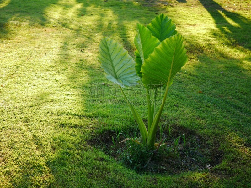 植物,人的耳朵,叶子,象,农业,热带气候,泰国,枝繁叶茂,马蹄莲,户外