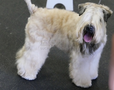 梗犬,遛狗师,纯种犬,受过训练的狗,狗,个人卫生用品,波士顿猎犬,小的,动物