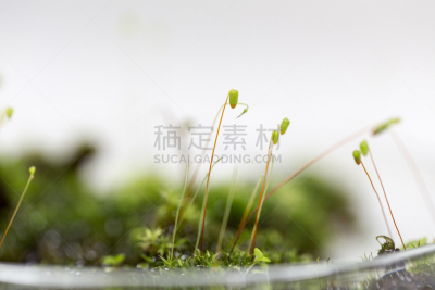 苔藓,维管植物,植物,植物学,除法,公亩,陆地,水平画幅,孢子,无人