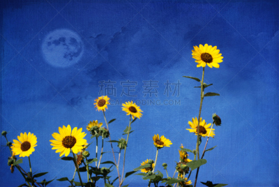 野生植物,向日葵,common sunflower,自然,水平画幅,无人,图像处理,户外,野花,自然美