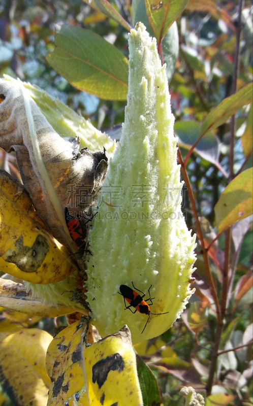 马利筋;,昆虫,自然,垂直画幅,乳液虫,美国,无人,户外,摄影