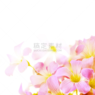 三叶草,粉色,背景,自然,小的,无人,夏天,野生植物,方形画幅,特写