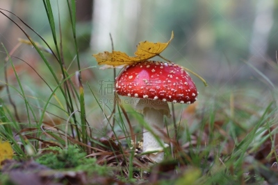 鹅膏菌,美,水平画幅,美人,夏天,户外,草,特写,毒蘑菇,食用菌