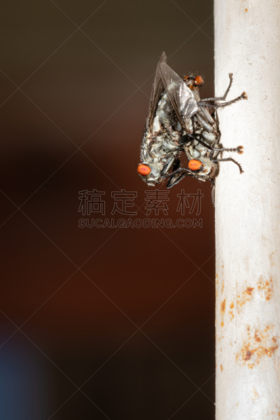南非,开普敦,欧洲,绿色,两只动物,绿头苍蝇,灰色,雄性动物,腿,翅膀