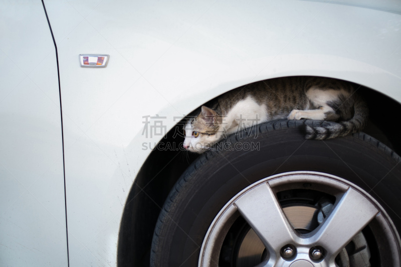 汽车,车轮,流浪动物,猫,肖像,泰国,恐怖,哺乳纲,小的
