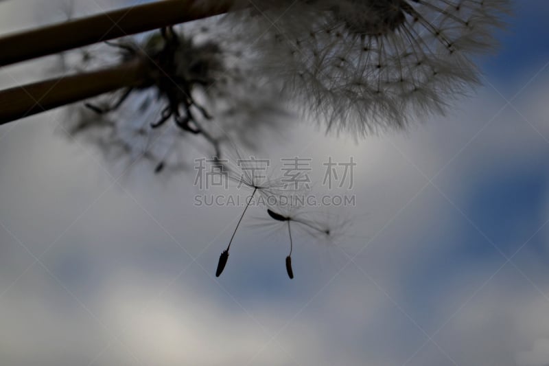 天空,特写,蒲公英,鲻鱼,在下面,大特写,海洋,绞刑,种子,美