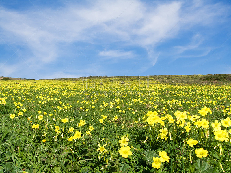 草地,春天,黄色,充满的,天空,美,水平画幅,无人,夏天,户外
