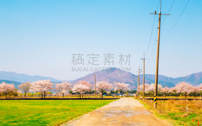 春天,韩国,樱花,粉色,路,庆州市,草坪,自然界的状态,浪漫,樱桃