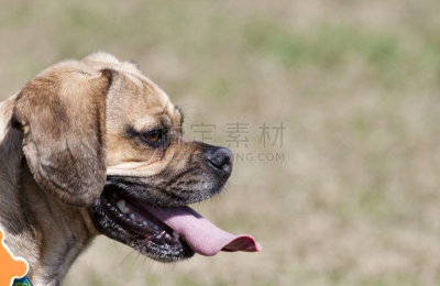 puggle犬,留白,侧面视角,宠物,水平画幅,无人,动物,一只动物,狗,摄影