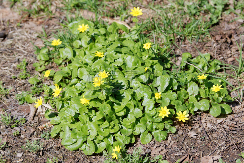 小白屈菜,自然,春天,白屈菜,野香草调味饭,饰品花,花茶,核电站,毛茛属植物,毛莨属植物